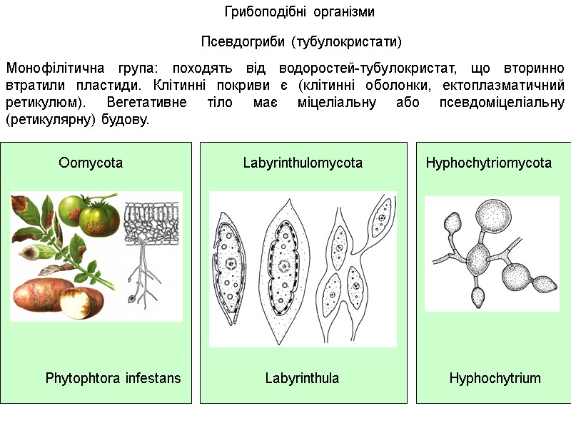 Грибоподібні організми Псевдогриби (тубулокристати) Oomycota Phytophtora infestans Labyrinthulomycota  Labyrinthula Hyphochytriomycota Hyphochytrium Монофілітична група: